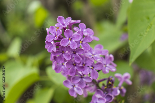 Canvastavla 4 May 2026 Purple lilac flowers on a branch with green leaves