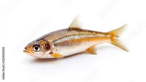 Isolated Anchoveta Fish on Pure White Background