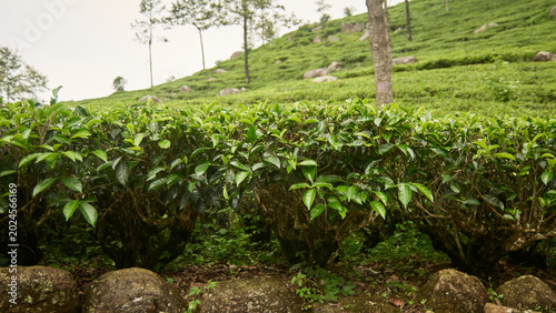 close-up of trimmed green tea bushes, agricultural plantation hill under, low angle view in soft focus and copy space