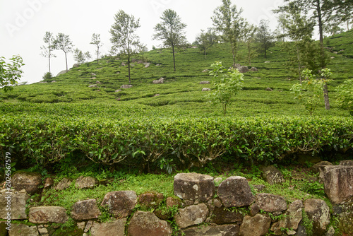 lush green tea bushes covering hill slope, commercial cultivation with scattered trees, tea industry marketing concept in soft focus