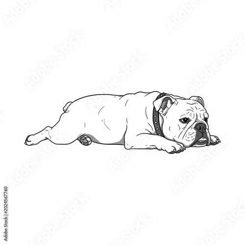A bulldog lies on the ground looking sad with its head down.