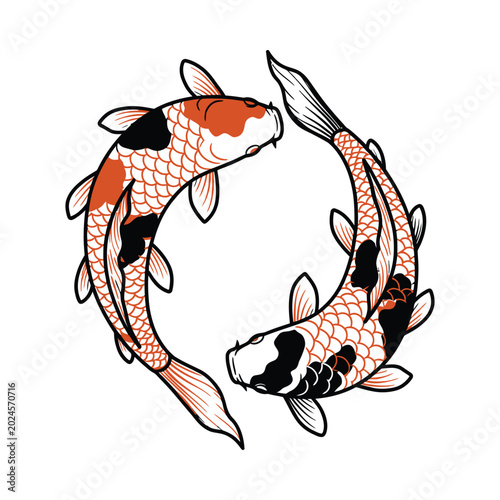 Two koi fish swim in a circular motion together outdoors