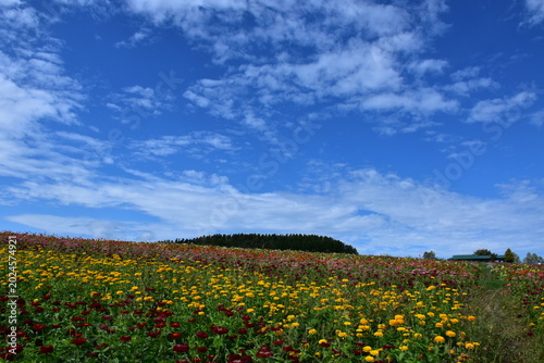 Schilderij op canvas 北海道 上富良野のフラワーランドかみふらの