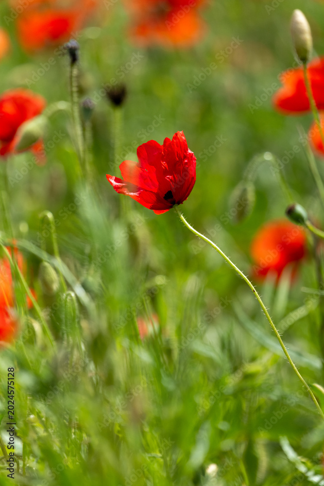 Naklejka premium red poppy in the field