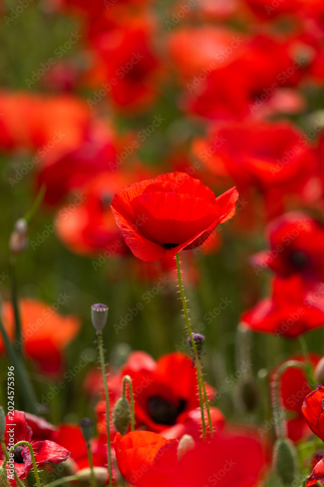 Obraz premium red poppies in the garden
