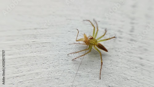 macrofauna lynx spider (oxyopes salticus) biting a small insect on a white wall, predator of other insects