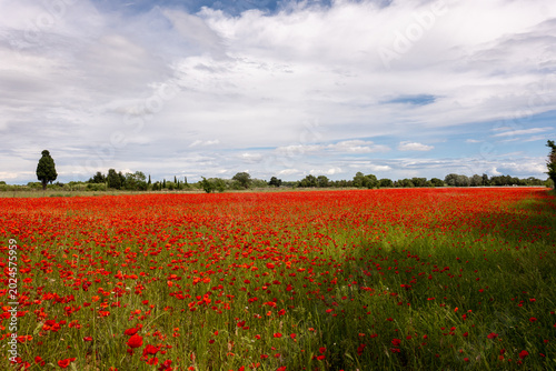 poppy field with blue sky