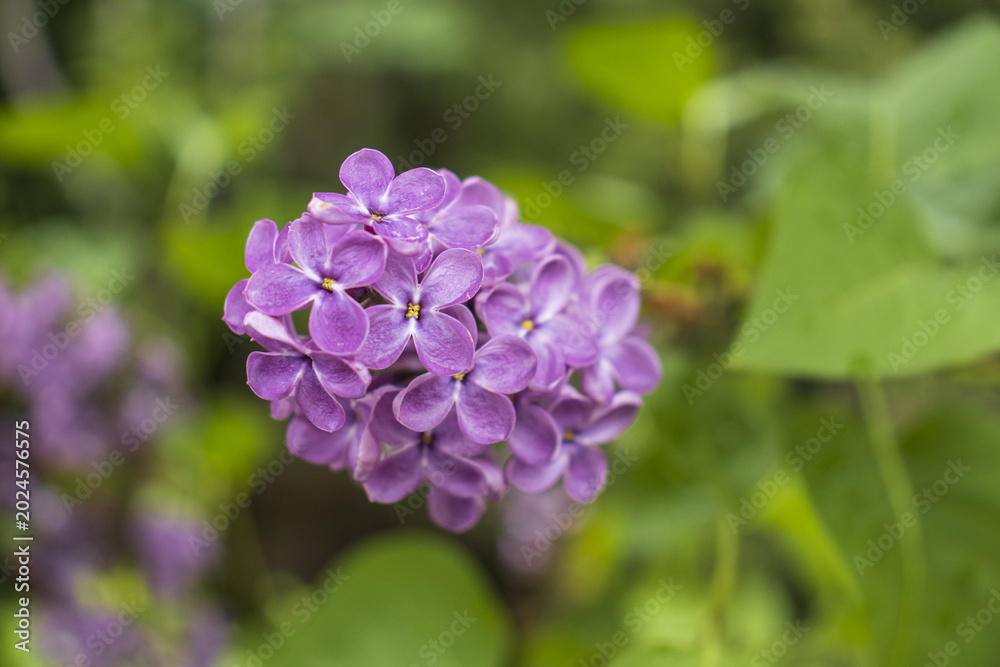Fototapeta premium 4 May 2026 Purple lilac flowers on a branch with green leaves. Spring background.