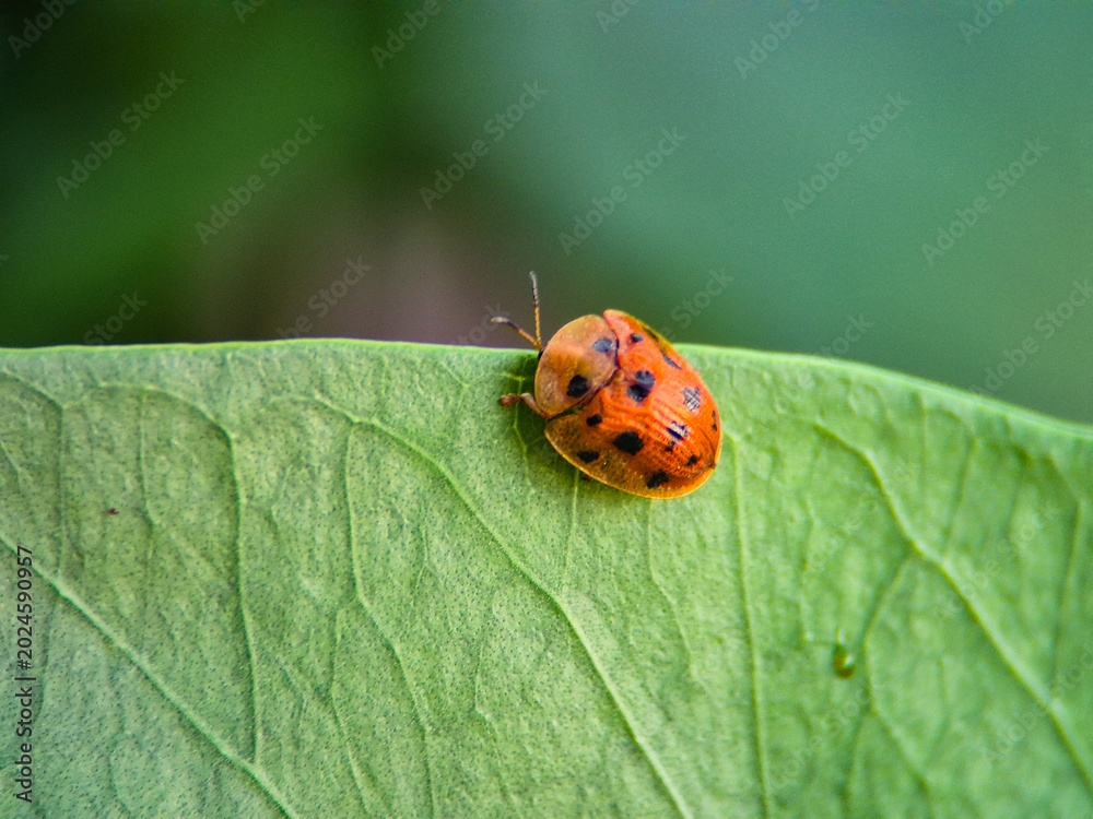 Fototapeta premium The Asian Tutul Turtle Beetle (Aspidimorpha miliaris), which is also often referred to as the golden ladybug or golden turtle beetle by local Indonesian communities.