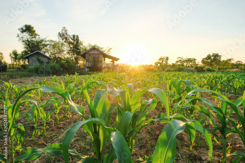 Quadro em tela Cornfield Sunrise: Young corn stalks stretch towards the sky in a fertile field as the sun rises, casting a warm golden hue over traditional huts in the background