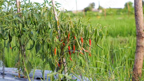 Tableau sur toile Photo of chili plants affected by the anthracnose virus.