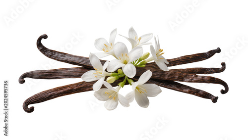 Isolated aromatic vanilla pods with delicate white vanilla orchid flowers and green buds