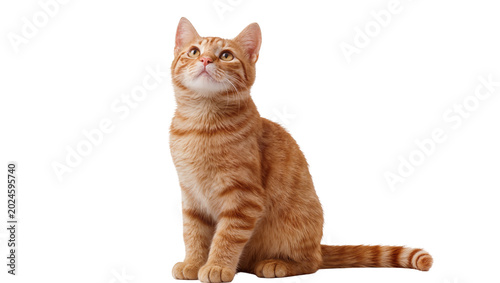 Obraz na plátně Isolated ginger tabby cat sitting, looking up attentively, charming pet portrait