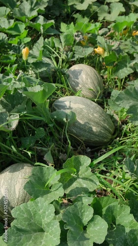 Ripe pumpkin growing in field with green leaves agricultural farm scene