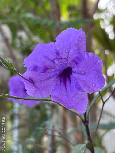 Tableau sur toile Ruellia simplex tropical