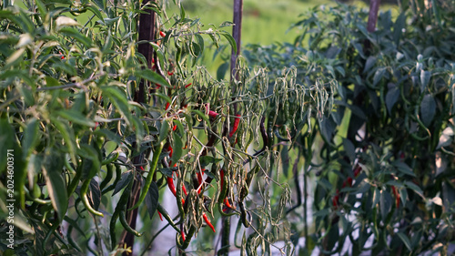 Valokuva Photo of wilted chili plants.