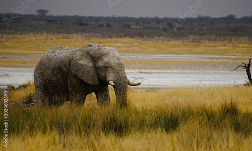 Massive African elephant bull walking through the golden grasslands near the Etosha Salt Pan in Etosha National Park, Namibia. The powerful tusker dominates the open landscape beneath a dramatic sky.