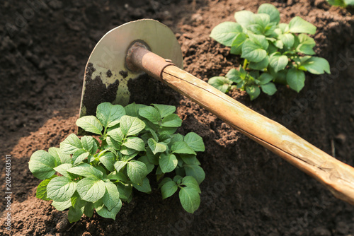 Potato young plants hilling in soil rows with hoe on field on garden bed on sun in sunlight close up. Growing organic potatoes in garden