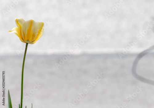 Vibrant yellow tulip blooming in springtime