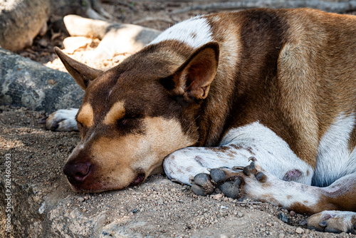 Canvastavla Dog dozing comfortably in the shade