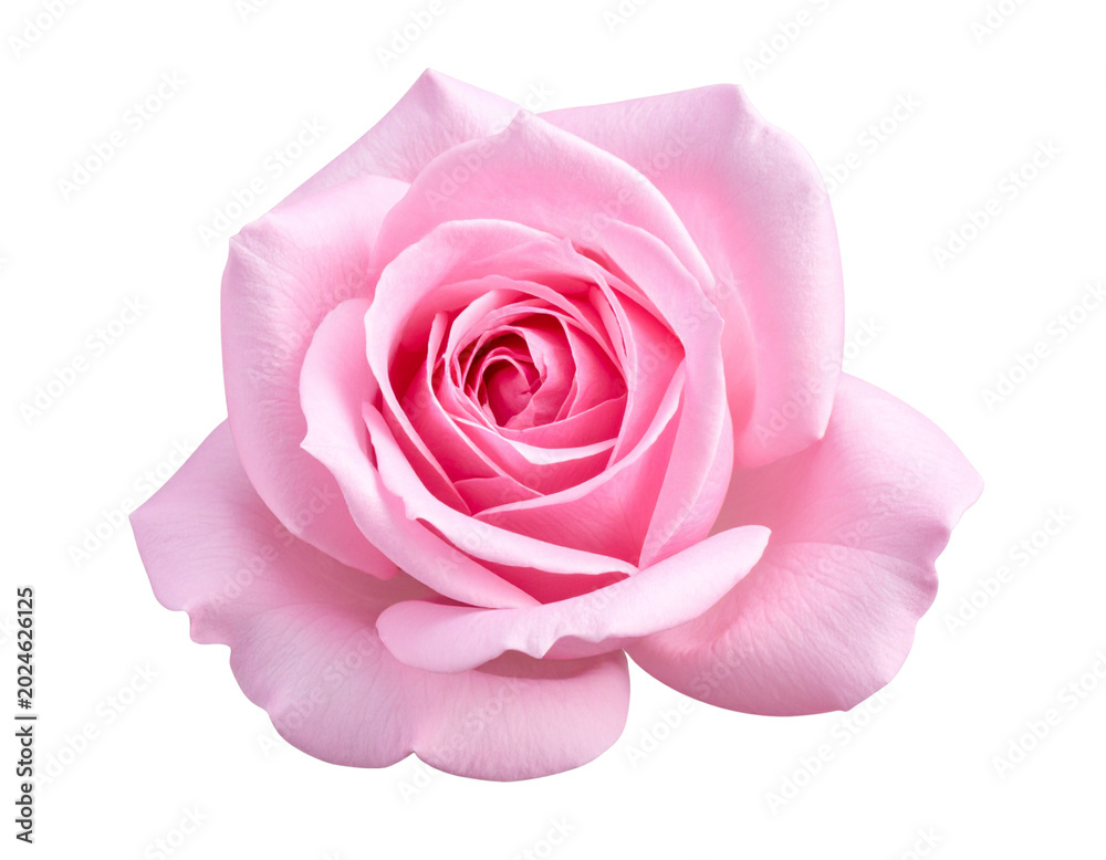 Fototapeta premium Untitled design - Single pink rose bloom isolated on transparent background (2)