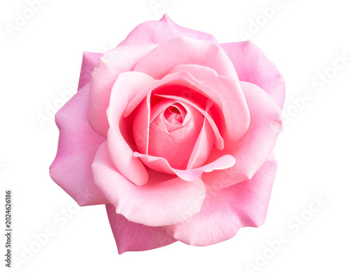 Konstfotografi Untitled design - Single pink rose bloom isolated on transparent background (3)