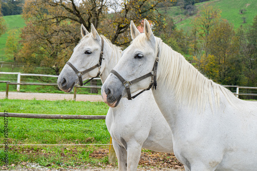 Quadro su tela Pair of White Lipizzaner Horses Standing Side by Side in Piber, Austria