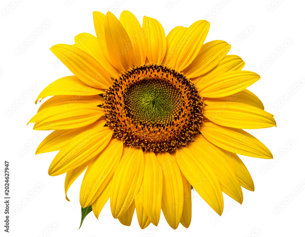 Fototapeta premium Untitled design - Blooming sunflower head isolated transparent PNG (2)