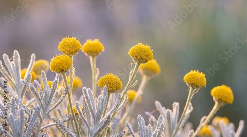 Golden Bloom Serenity: Tiny, bright yellow flowers with fuzzy silver-grey foliage bask in the soft morning light, creating a scene of delicate natural beauty and serene tranquility.