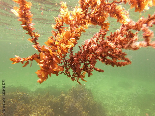 Fotografie In Watamu, Kenya, the dominant Sargassum species are S