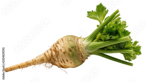Canvas Print Isolated fresh whole celeriac or celery root vegetable with green leafy tops, ra