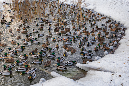 Winter Pond With Flock Of Mallard Ducks