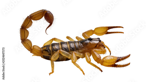 Fotografie Isolated dangerous venomous scorpion, a desert dwelling arachnid with a curved t