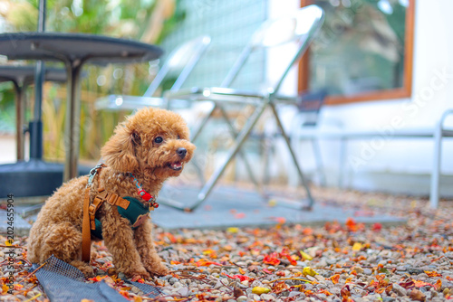 A cute brown toy poodle sitting outdoors on gravel in morning light. This close up daylight portrait uses selective focus, leaving great copy space beside a loyal canine best friend.