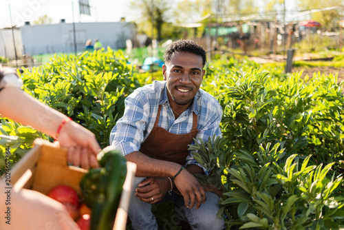 Smiling gardener harvesting vegetables in a sunny backyard allotment