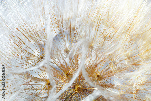 Macro photo of delicate dandelion seed head, natural botanical textured pattern from white fluffy seeds flower on soft beige background. Beauty nature aesthetic photo with closeup organic texture.