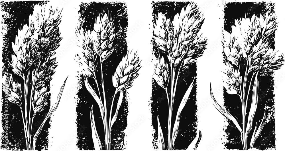 Fototapeta premium Four black and white wheat ear illustrations vintage grain plants in vertical rectangles