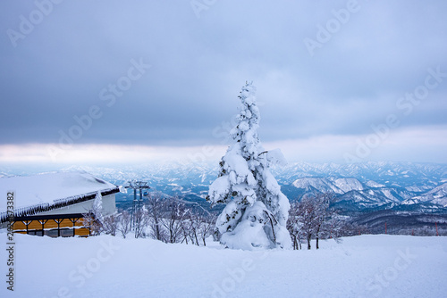 Snow Covered Pine Tree At A Mountain Ski Resort During A Cold Overcast Winter Day