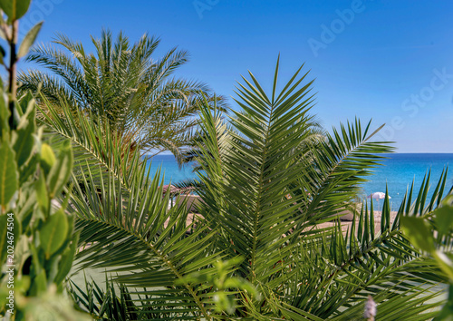 closeup on green leaf of palm tree in a garden in  front of a beach with beau...