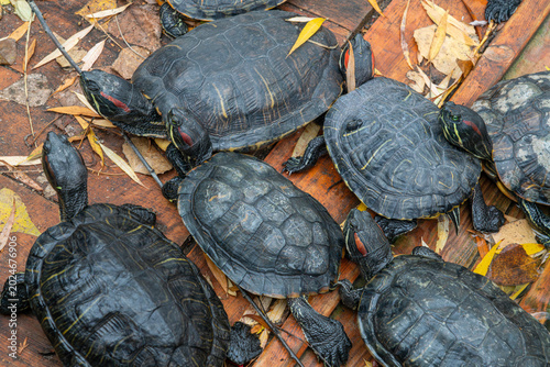 Turtles resting on wood in nature