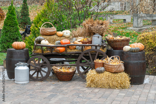 Pumpkin harvest display in the garden