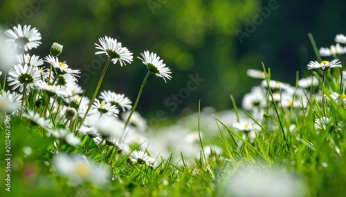 Field of White Daisies in Soft Sunlight.