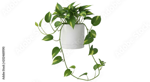 house plant png potted plant png indoor greenery transparent background image