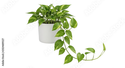 pothos vine png trailing houseplant png white ceramic pot transparent background image