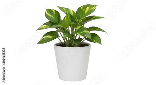 pothos plant png variegated leaves png indoor houseplant transparent background image