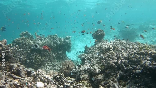 Coral reef fish are fish which live amongst or in close relation to coral reefs. Coral reefs form complex ecosystems with tremendous biodiversity. Among the myriad inhabitants