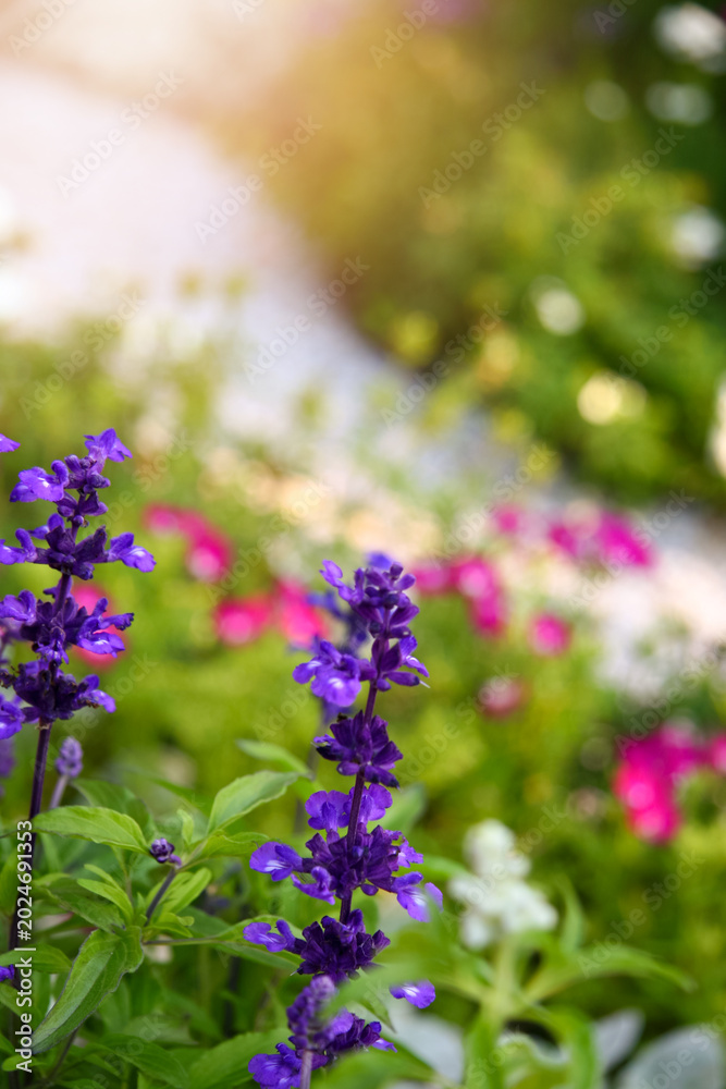 Obraz premium Vibrant Purple Lavender in Sunlit Garden with Colorful Blossom Background