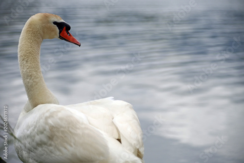 A white swan on the lake 