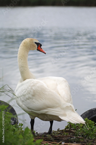 A white swan on the lake 