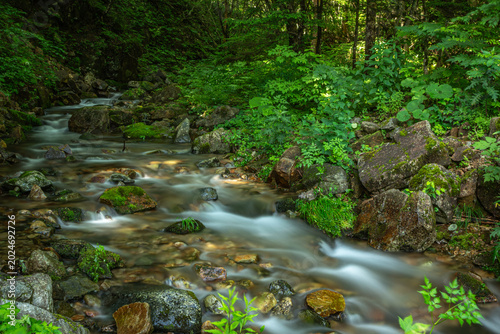 夏の野反湖周辺を流れる清流と苔むした岩が織りなす涼やかな森の風景（群馬・中之条町）
